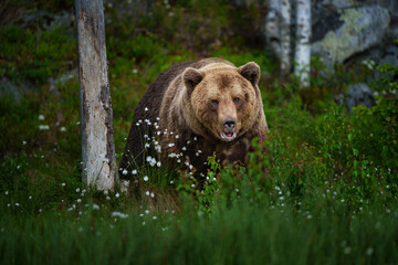 Obraz na płótnie Canvas The brown bear is the largest predator in Europe