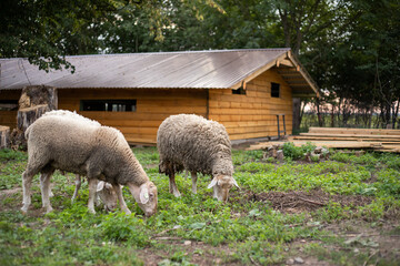 cute sheep are feeding in the yard
