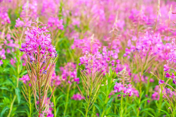 Obraz premium Beautiful pink purple blossoms of Chamaenerion angustifolium flowers or fireweed fire weed or willowherb willow herb