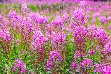 Obraz premium Beautiful pink purple blossoms of Chamaenerion angustifolium flowers or fireweed fire weed or willowherb willow herb