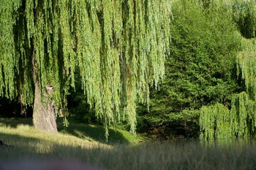 weeping willow, wierzba płacząca, park © Aleksandra