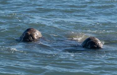 Fototapeta premium walrus swimming in the water of the arctic sea (Svalbard)