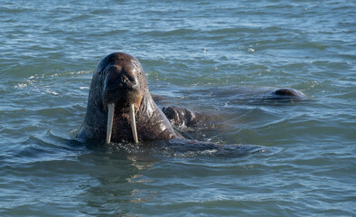 Fototapeta premium walrus swimming in the water of the arctic sea (Svalbard)