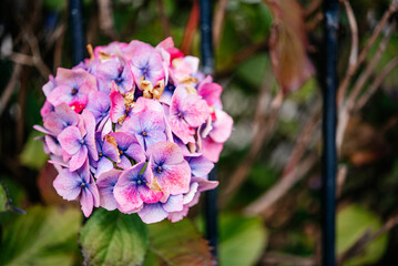 Pink hydrangea flowers in a front yard in Scotland, the UK