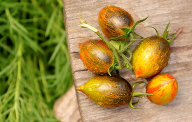 organic ripe tomatoes grown in the garden close-up selective focus
