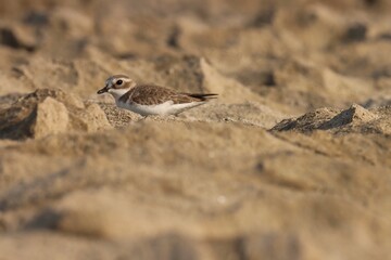 Lesser sand plover bird standing on rock. Charadrius mongolus. Beautiful bird. Brown bird. 