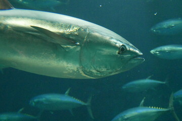 School of tuna fish at Kasai rinkai aquarium