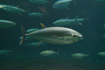 Fototapeta premium School of tuna fish at Kasai rinkai aquarium