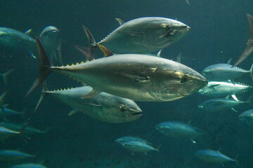 Fototapeta premium School of tuna fish at Kasai rinkai aquarium