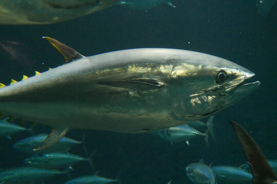 School of tuna fish at Kasai rinkai aquarium