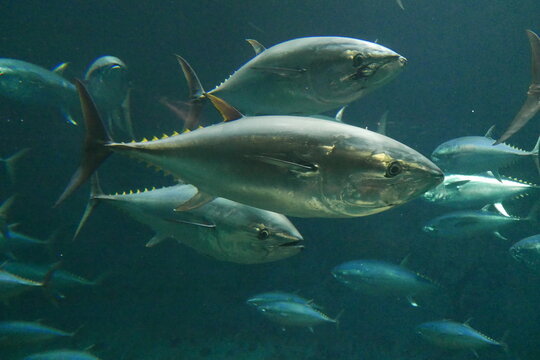 School of tuna fish at Kasai rinkai aquarium