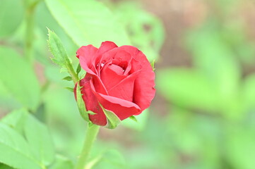 Obraz premium red rose
