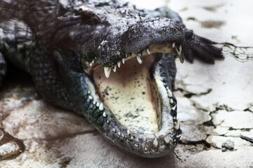 口を開けたワニ