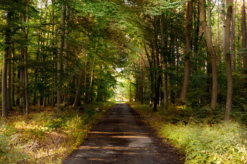 Forest trail in summer day