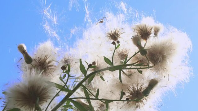 Large fluffs fly away from the inflorescences Cirsium arvense of a wildflower swaying in the wind against the blue sky on a sunny day