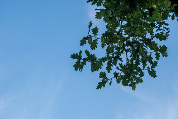 a branch of an oak tree with green leaves against a blue sky