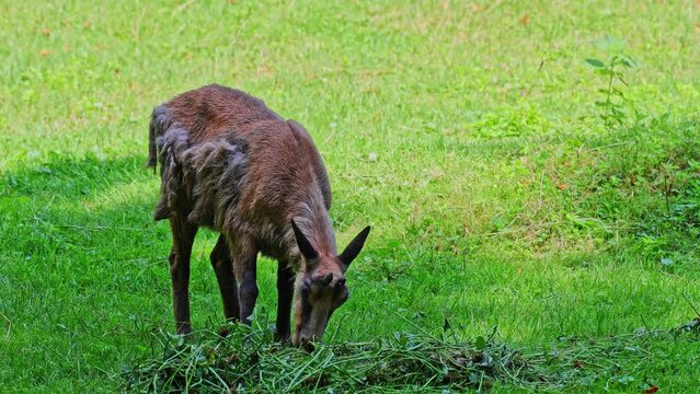 Apennine chamois, Rupicapra pyrenaica ornata, is living in the Abruzzo-Lazio-Molise National Park in Italy and the Pyrenees in Spain