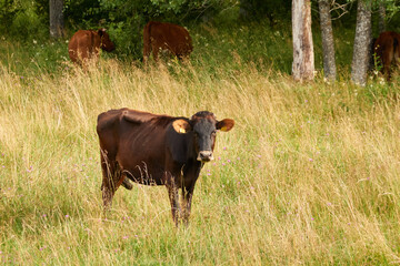 Cow grazing in a forest meadow and eating green grass. Sunny summer day. Estonia. Nature, countryside living, farming, milk and meat production, domestic animals themes
