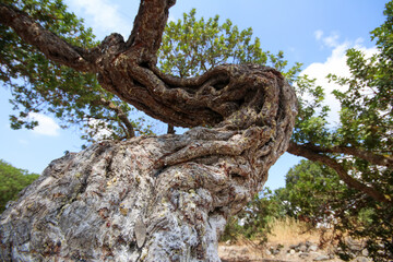 Mastic tree with mastic tears in Chios island, Greece.