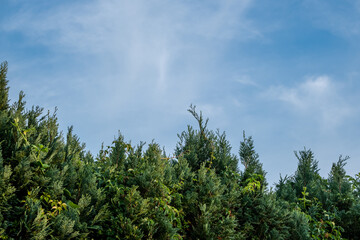 green tops of fir trees against a blue sky
