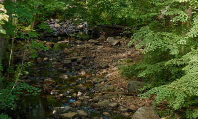 Overgrown forest stream (river). Stones, plants, trees. Idyllic summer landscape. Estonia. Baltic nature. Ecology, ecosystems, ecotourism, hiking concepts