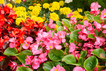 Colorful everblooming begonia flowers, close-up. Floral decoration, landscaping design, city...
