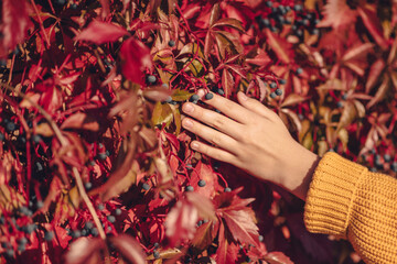 Close up of caucasian girl's hand in yellow knitted sweater touching red autumn leaves on the ground in sunny day outdoors. Fall season