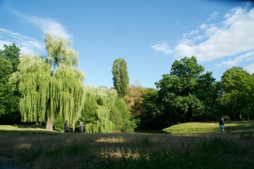 weeping willow, park © Aleksandra