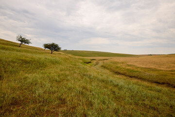 Fototapeta premium a landscape with hills and pastures in June