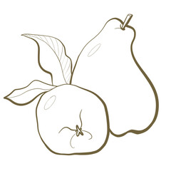illustration botany plant contour line sketch minimal common quince fruit of an edible tree close-up and sectional view packaging design elements nature on white background
