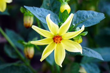 Fototapeta premium Beautiful Yellow dahlia flower in the garden. Soft focus