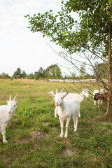 Obraz na płótnie Canvas cute goats feed in the yard