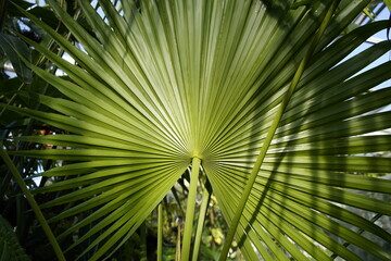 Fototapeta na wymiar Fan palm as a descriptive term can refer to any of several different kinds of palms (Arecaceae) in various genera with leaves that are palmately lobed (rather than pinnately compound).