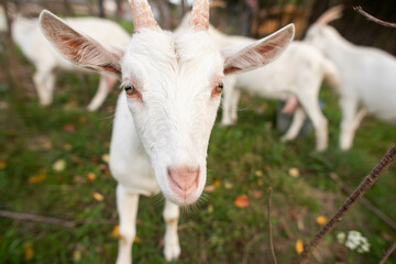 cute goats feed in the yard