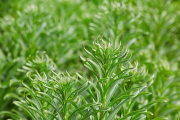 A spring twig of a green lily plant without a flower. The concept of nature and botany.
