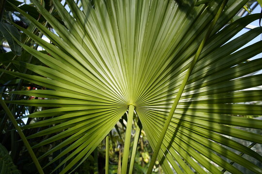 Fan palm as a descriptive term can refer to any of several different kinds of palms (Arecaceae) in various genera with leaves that are palmately lobed (rather than pinnately compound).