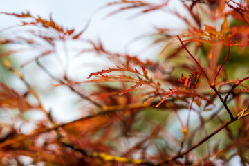 Acer palmatum 'Omurayama'. Amur maple, Japanese-maple fullmoon maple, Japan southern Korea. Acer tree,Gardeners Dream Acer Orange Red Dream Deciduous palmatum