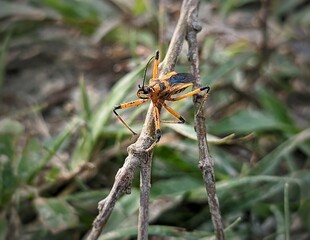 dragonfly on a tree