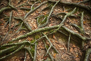 The roots of old trees sticking out. Autumn fairy forest.