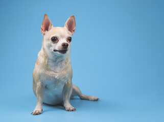healthy brown short hair chihuahua dog sitting on blue background, looking surprisingly to his left, copy space.