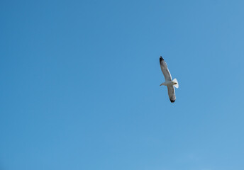 A lonely seagull flies over the blue sky. Seagull hunting fish over the sea.