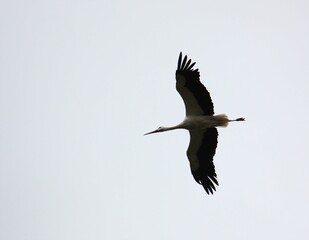 Fliegender Weißstorch