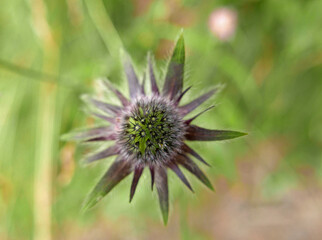 macro di delizioso piccolo fiore di montagna