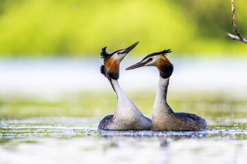 Great crested grebes performing a mating dance