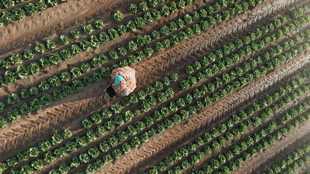 Vertical video.Aerial zoom out view.Black African woman farmer in traditional clothing using a digital tablet monitoring a vegetable crop. Irrigation in background