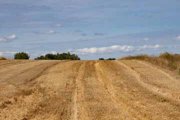 Extensive golden stubble fields after the harvest on a sunny day, with straw bales ready for collection, with a beautiful blue sky, ounty podkarpackie , Poland