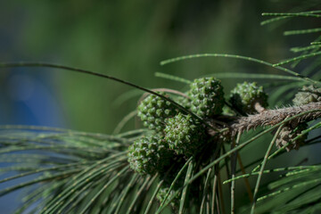 Natural abstraction - pine cone on a branch on a green background.
