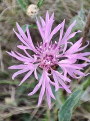 Obraz premium flower of a thistle