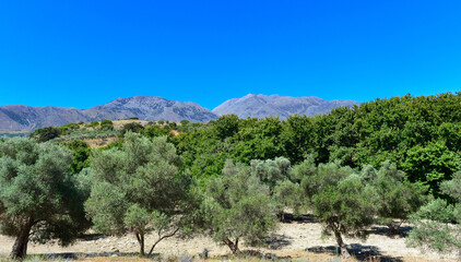 Olivenhain Nähe Argyroupoli (Rethymno) Nordkreta