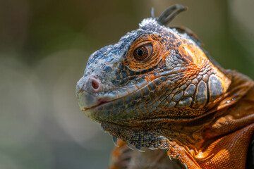 close up of red iguana with shallow depth of field